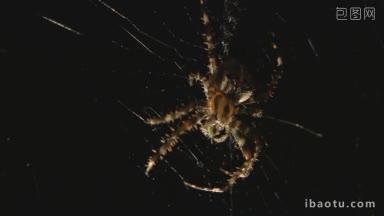 爬在蜘蛛网上的蜘蛛
